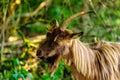 Goat in nature with horns, beard, brown fur, eating.