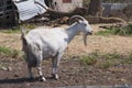 Goat on Nature Reserve at Skala Kalloni Lesvos Greece Royalty Free Stock Photo