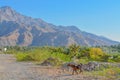 A Goat near the Hajar Mountains. just north of the border of Oman in United Arab Emirates.