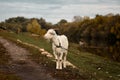 Goat near the river.