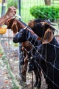 Goat in the net cage are waiting food Royalty Free Stock Photo