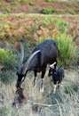 Goat and newborn cubs