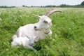 Goat with a newborn kid.