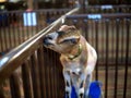 Goat nibbles the fence surrounding it at the Benton County Fair, Corvallis, Oregon Royalty Free Stock Photo