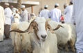 Goat at Nizwa Habta Market