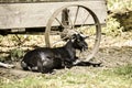 A Goat Lying By an Old Wagon Near A Walking Trail