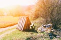 The goat and the old well in the Golden rays of the morning sunlight