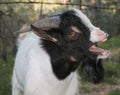 Goat with open mouth Royalty Free Stock Photo