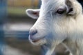 Goat in open pen in the park