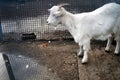 Goat in open pen in the park