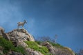 Goat over a rock in Asinara national park, sardinia Royalty Free Stock Photo