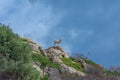 Goat over a rock in Asinara national park, sardinia Royalty Free Stock Photo