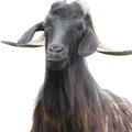 Goat over white Royalty Free Stock Photo