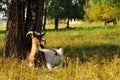 She-goat at pasture Royalty Free Stock Photo
