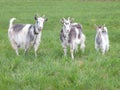 Goat pasture in meadow