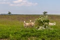 Goat in the pasture. Old Orgy, Republic of Moldova