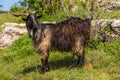 Goat in the pasture. Old Orgy, Republic of Moldova Royalty Free Stock Photo