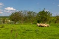 Goat in the pasture. Old Orgy, Republic of Moldova Royalty Free Stock Photo