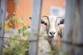 goat peeking through farm gate bars Royalty Free Stock Photo