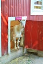 Goat peeking out farm door Royalty Free Stock Photo