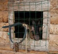 Goat at Pen Window