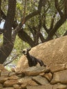 the goat perched on trees in taounate Royalty Free Stock Photo