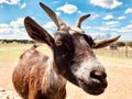 Portrait of a brown goat