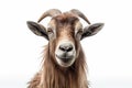 Goat photo realistic illustration - Generative AI. Royalty Free Stock Photo