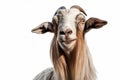 Goat photo realistic illustration - Generative AI. Royalty Free Stock Photo