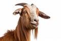 Goat photo realistic illustration - Generative AI. Royalty Free Stock Photo