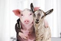 Goat and a pig embracing each other