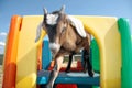 Goat on Play Structure Royalty Free Stock Photo