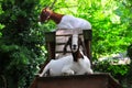 Goat Playground - Brown and White Goats wtih Horns