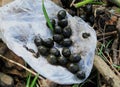 Goat poop isolated on clear plastic