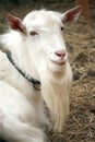 Goat portrait