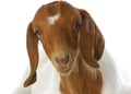 Goat portrait Royalty Free Stock Photo