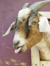 Goat Portrait Royalty Free Stock Photo