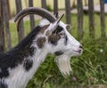 Goat portrait