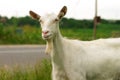 Goat portrait Royalty Free Stock Photo