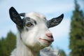 Goat portrait Royalty Free Stock Photo