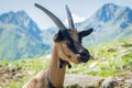 Goat portrait. Alpine mountain goat Royalty Free Stock Photo