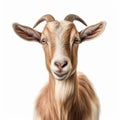 8k Resolution Goat Portrait On White Background