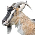 Goat portrait close up. Beautiful, cute, young brown goat on white background. Farm animals. Royalty Free Stock Photo