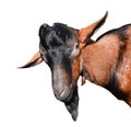 Goat portrait close up. Beautiful, funny, young brown goat isolated on white background. Farm animals. Funny goat head with long h Royalty Free Stock Photo