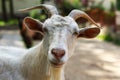 Goat portrait - Farm life Royalty Free Stock Photo