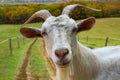 Goat portrait from the farm