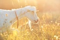 Goat portrait and golden sunset meadow background