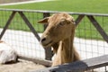 Goat portrait Royalty Free Stock Photo