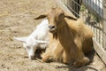 Goat portrait Royalty Free Stock Photo