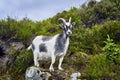 Goat portrait, Norway, goat posing for pictures